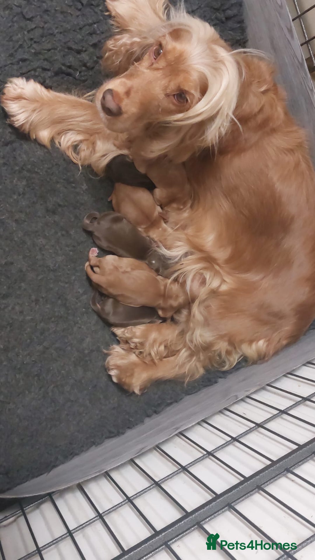 Cocker Spaniel dogs for sale: STUNNING LITTER OF KC SHOW COCKER SPANIEL PUPS!  - Image 29