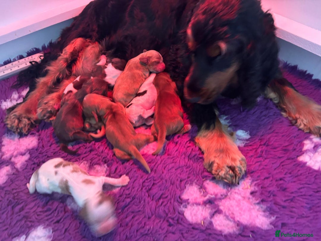 Cocker Spaniel dogs for sale: KC reg Cocker Spaniel Puppies, council licensed  - Image 2
