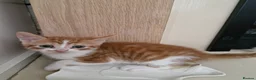 Mixed Breed cats for sale: Kittens Ready Now in Basildon - Advert 29
