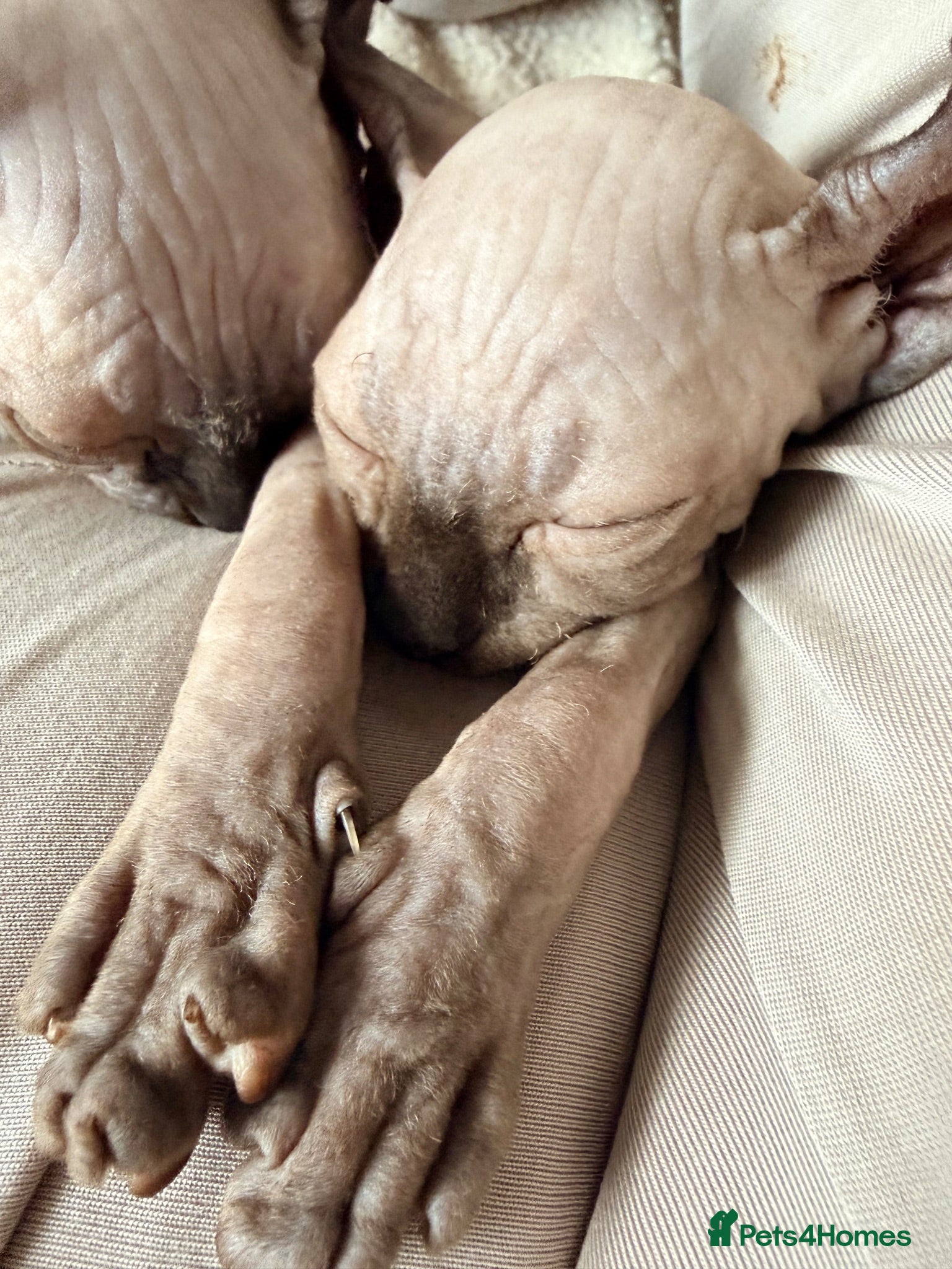 Sphynx cats Ready now Sphynx kittens - Advert 1