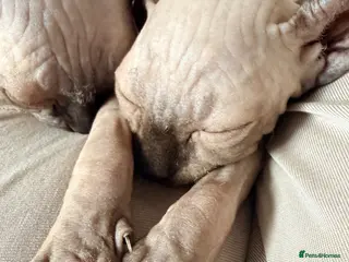 Sphynx cats Ready now Sphynx kittens - Advert 1