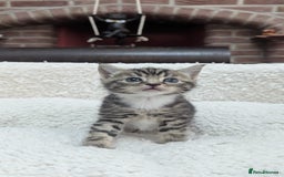 European cats for sale: 5 European shorthair kittens  - Image 15