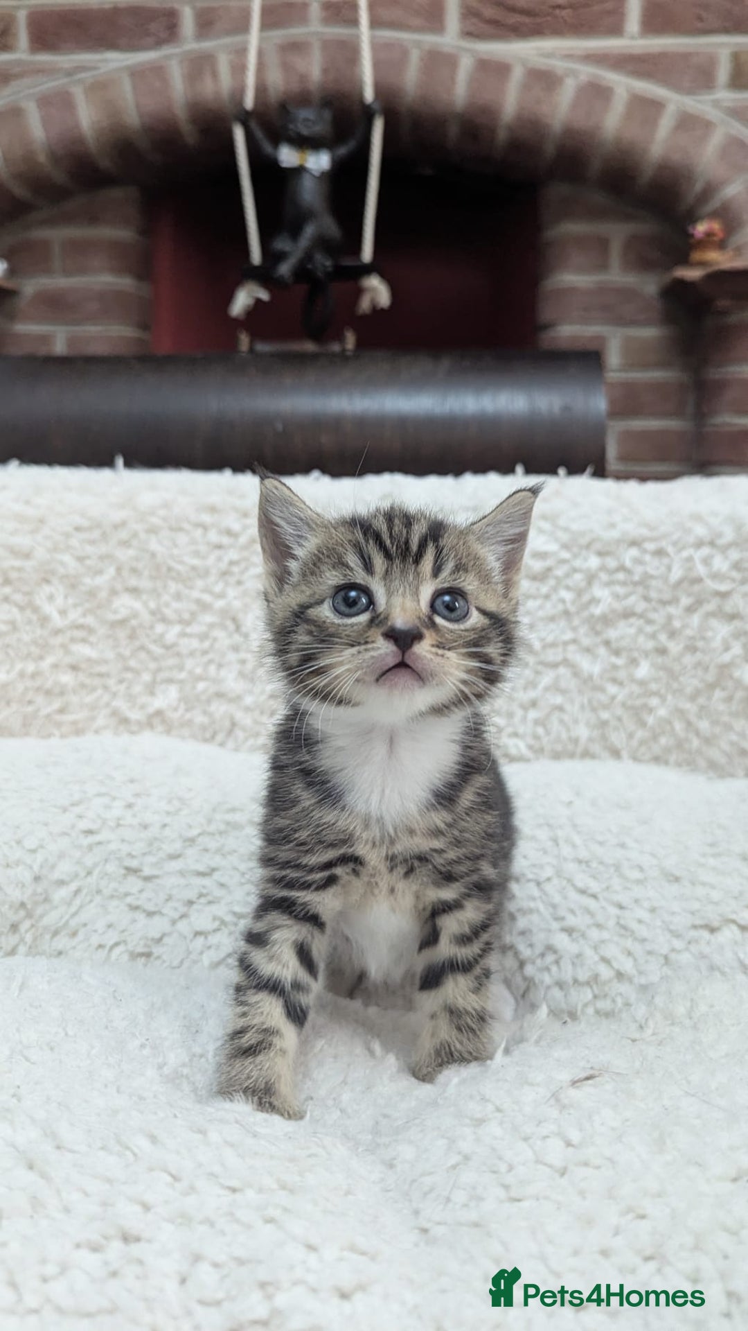European cats for sale: 5 European shorthair kittens  - Image 15