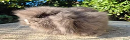 Angora rabbits for sale: 💙STUNNING TEDDYWIDDER boy- IMPORTED PARENTS 💓 - Advert 2