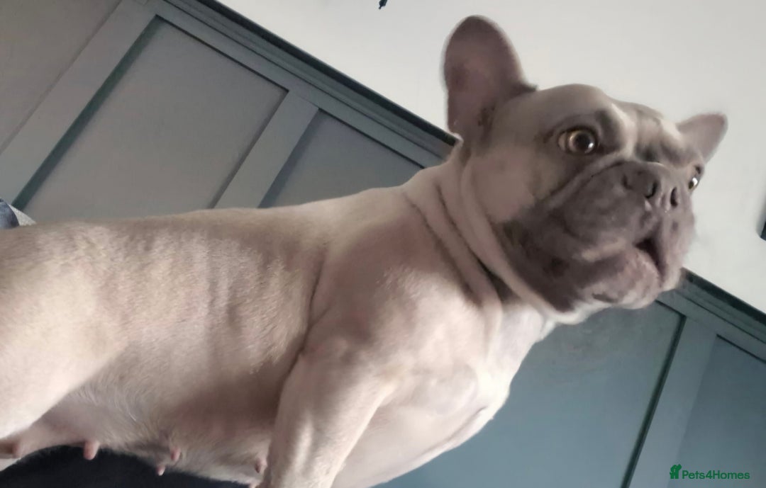 Mixed Breed dogs for sale: Frenchbulldog  cross puppies  - Advert 12