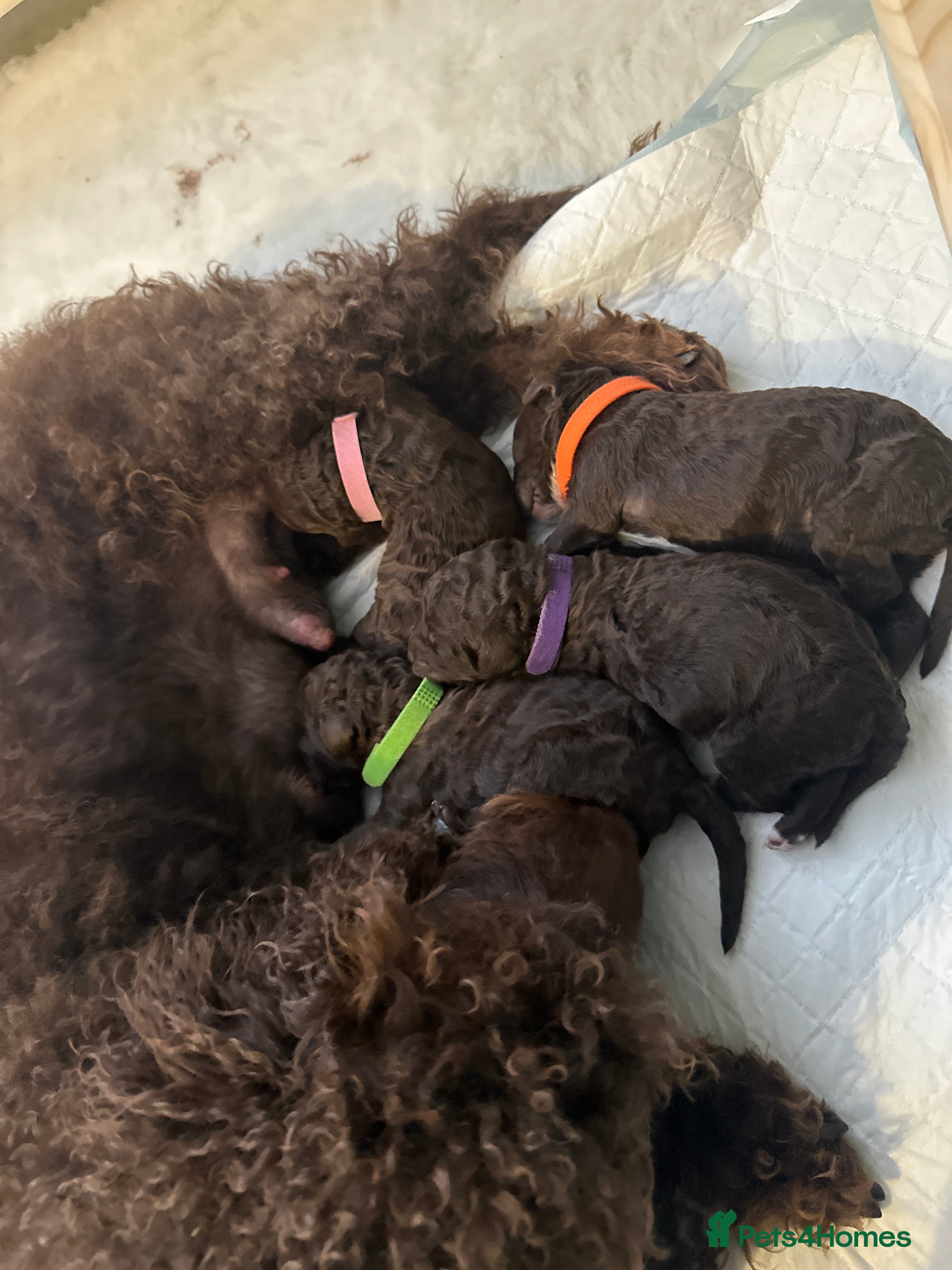 Cockapoo dogs 🤎 Premium Chocolate Cockapoo 🤎 - Advert 4