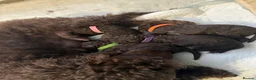 Cockapoo dogs for sale: 🤎 Premium Chocolate Cockapoo 🤎 in Worcester - Advert 1