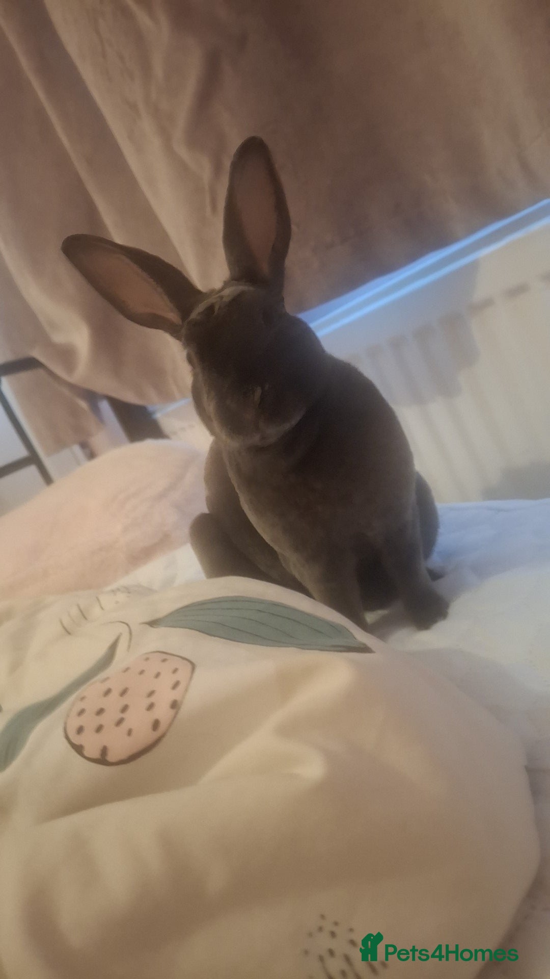 Rex rabbits for sale: Bunny for sale. - Advert 2