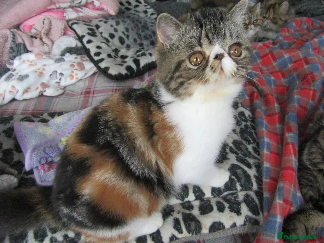 Exotic cats for sale: Super Sweet Female kitten Available Now - Advert 1
