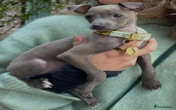 Italian Greyhound dogs for stud: MR MILO AT STUD ( HEALTH TESTED ) in Batley - Image 7