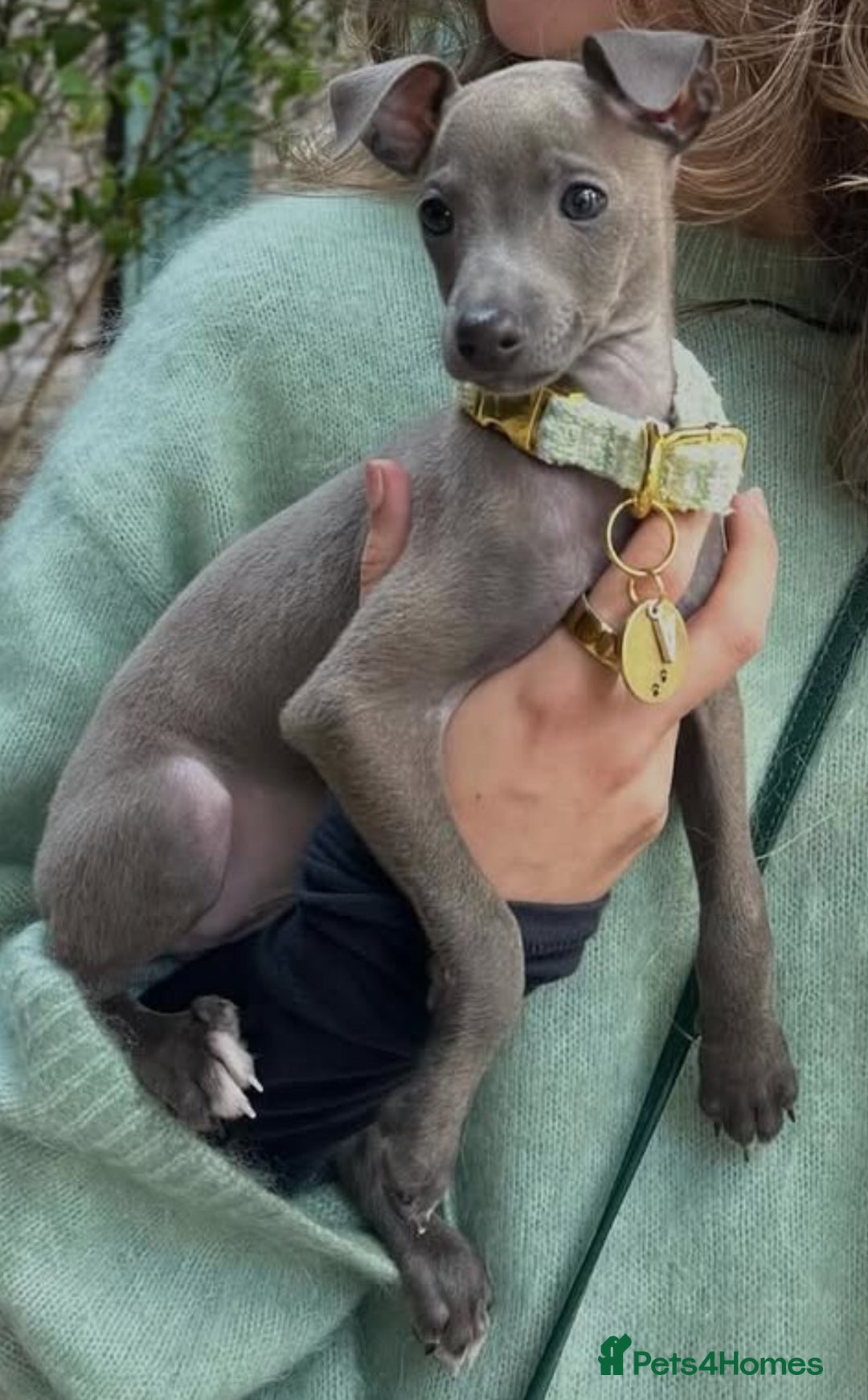 Italian Greyhound dogs for stud: MR MILO AT STUD ( HEALTH TESTED ) in Batley - Image 7
