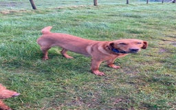 Labrador Retriever dogs for sale: KC Registered Working Labradors - Image 3