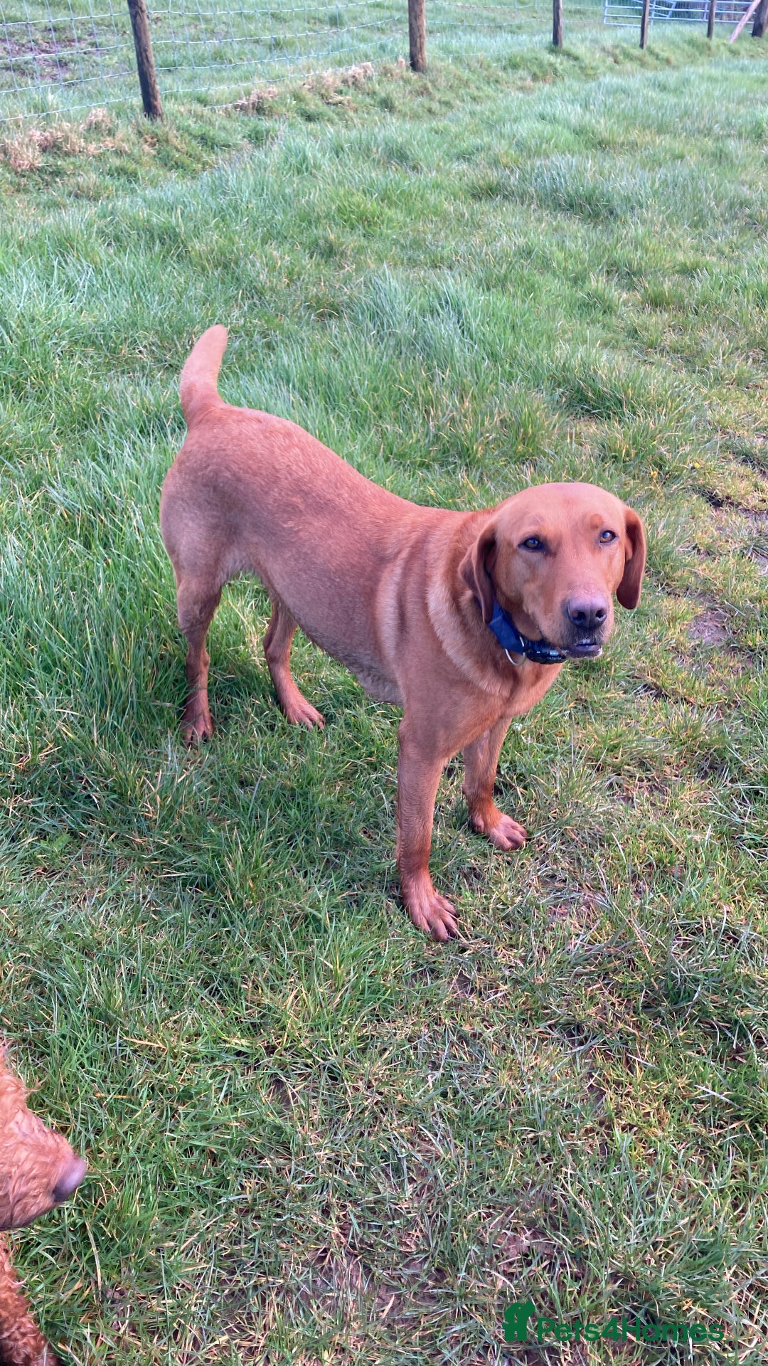 Labrador Retriever dogs for sale: KC Registered Working Labradors - Image 3