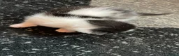 Mixed Breed cats for sale: 4 kittens for sale  in Alfreton - Advert 6