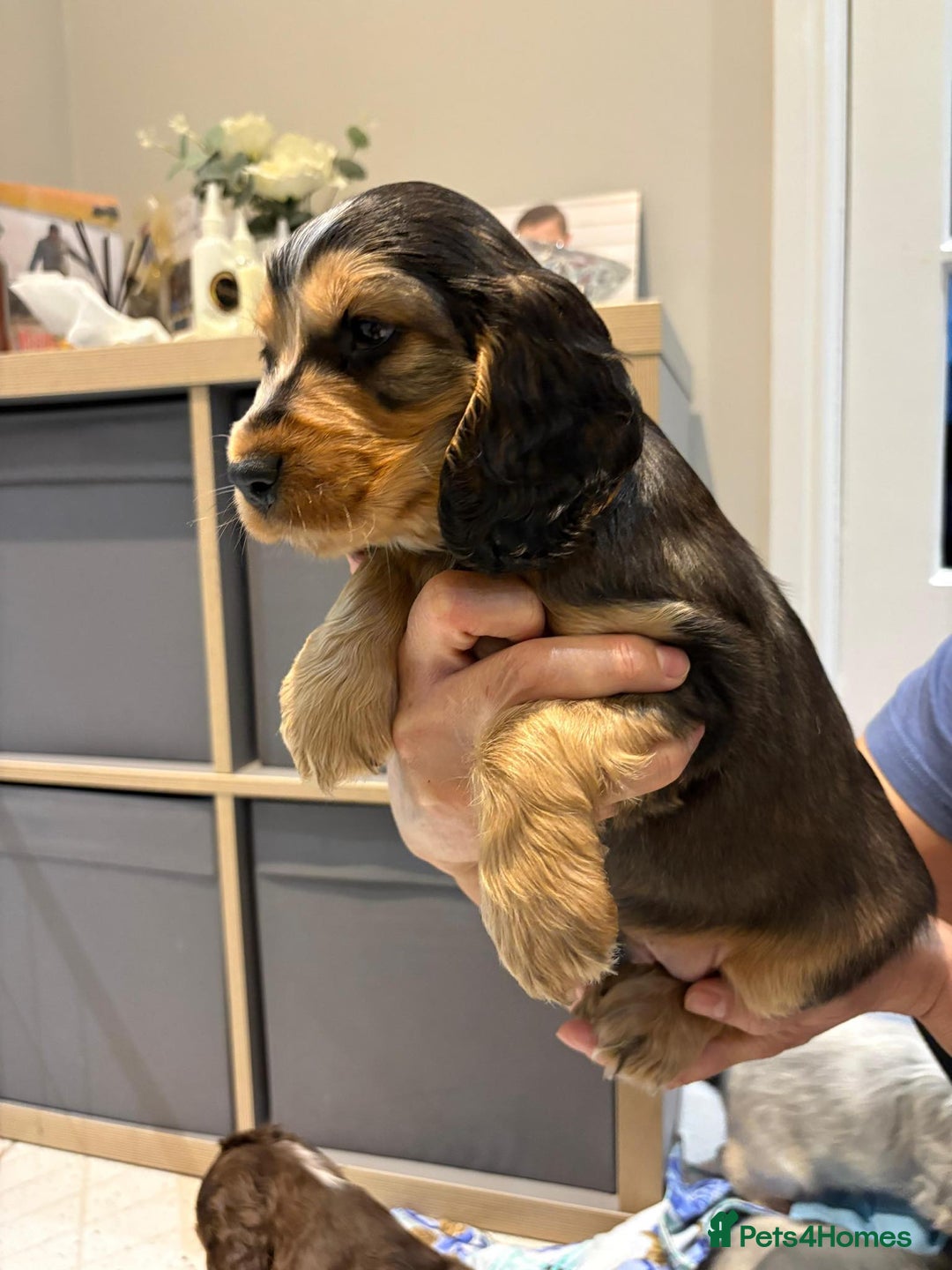 Cocker Spaniel dogs for sale: Pure show type KC reg DNA health test  - Advert 36