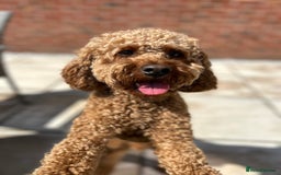 Cavapoo dogs for sale: A special boy in need of a special home  - Image 6