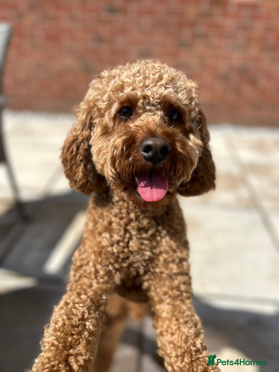 Cavapoo dogs for sale: A special boy in need of a special home  - Image 6