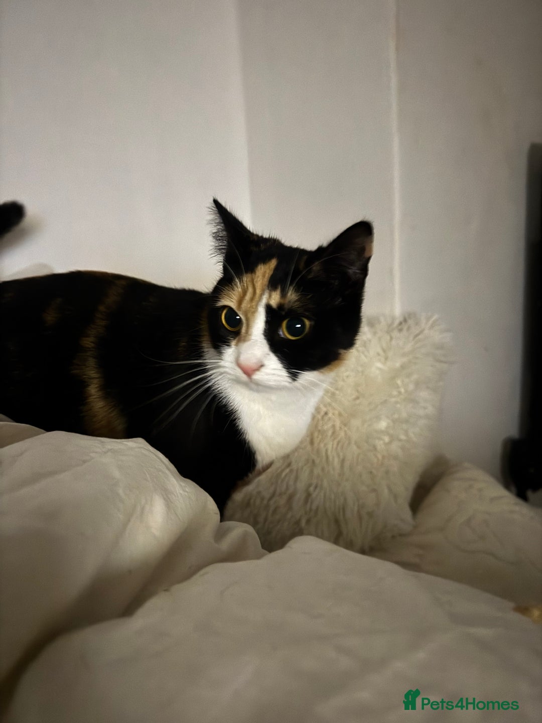 Domestic Shorthair cats for sale: Peanut female cat - Advert 1