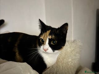 Domestic Shorthair cats Peanut female cat - Advert 8