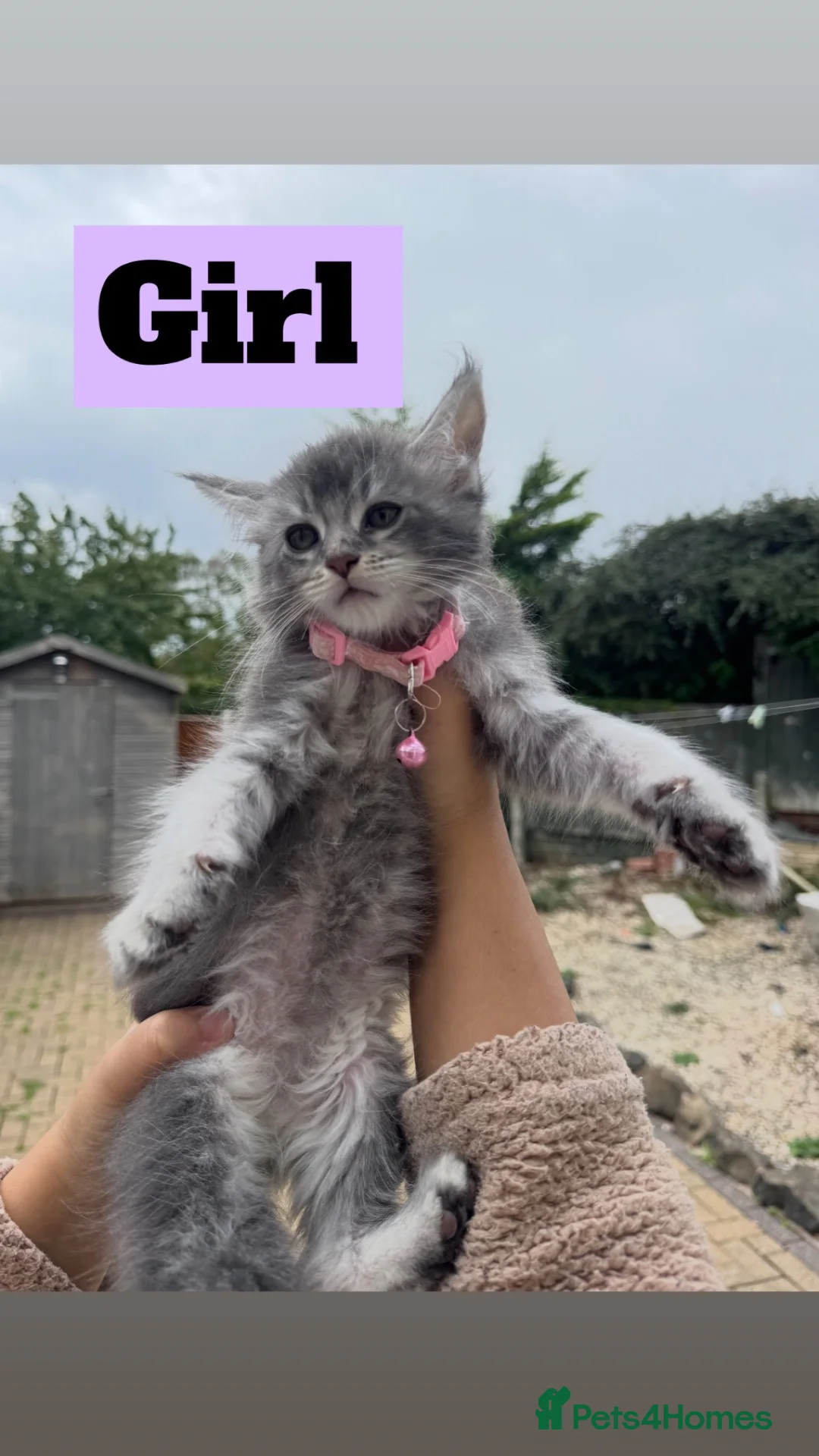 Maine Coon cats for sale: Pure Maincoon Kittens  - Advert 2
