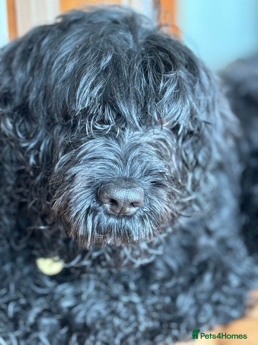 Portuguese Water Dog dogs for sale: ARTSEADOG KC registered Pure Portuguese Waterdogs - Image 17