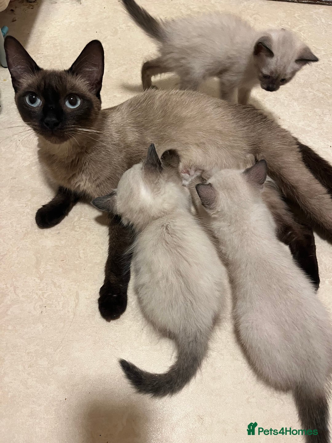 Siamese cats for sale: 3 stunning applehead Siamese kittens  - Image 16