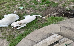 Golden Retriever dogs for sale: CREAM KC REG GOLDEN RETRIEVER TOP BLOODLINE  - Image 1
