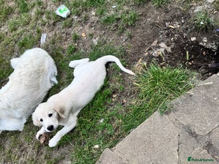 Golden Retriever dogs - Advert 13