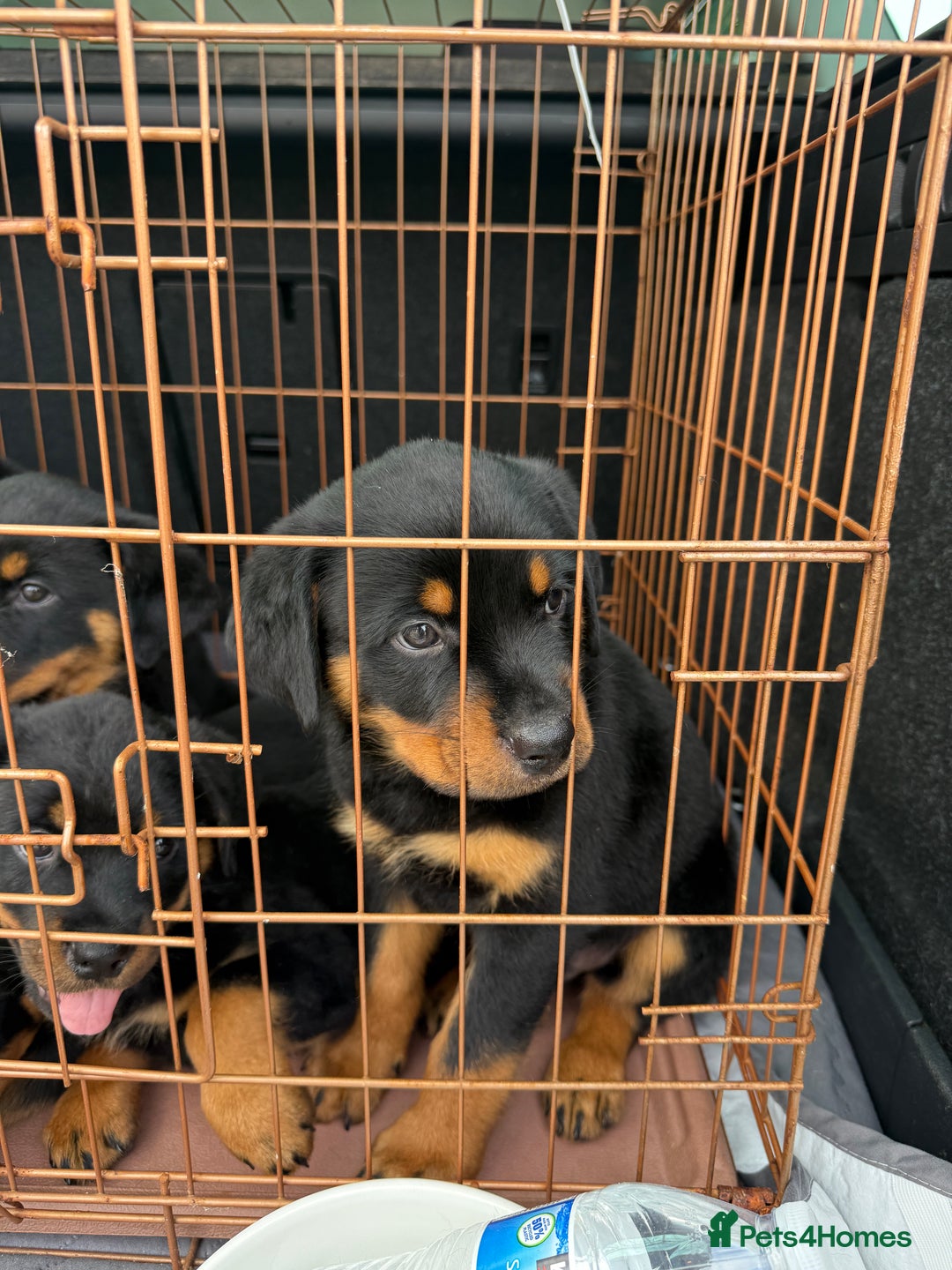 Rottweiler dogs for sale: Beautiful KC registered Rottweiler puppies  - Image 38
