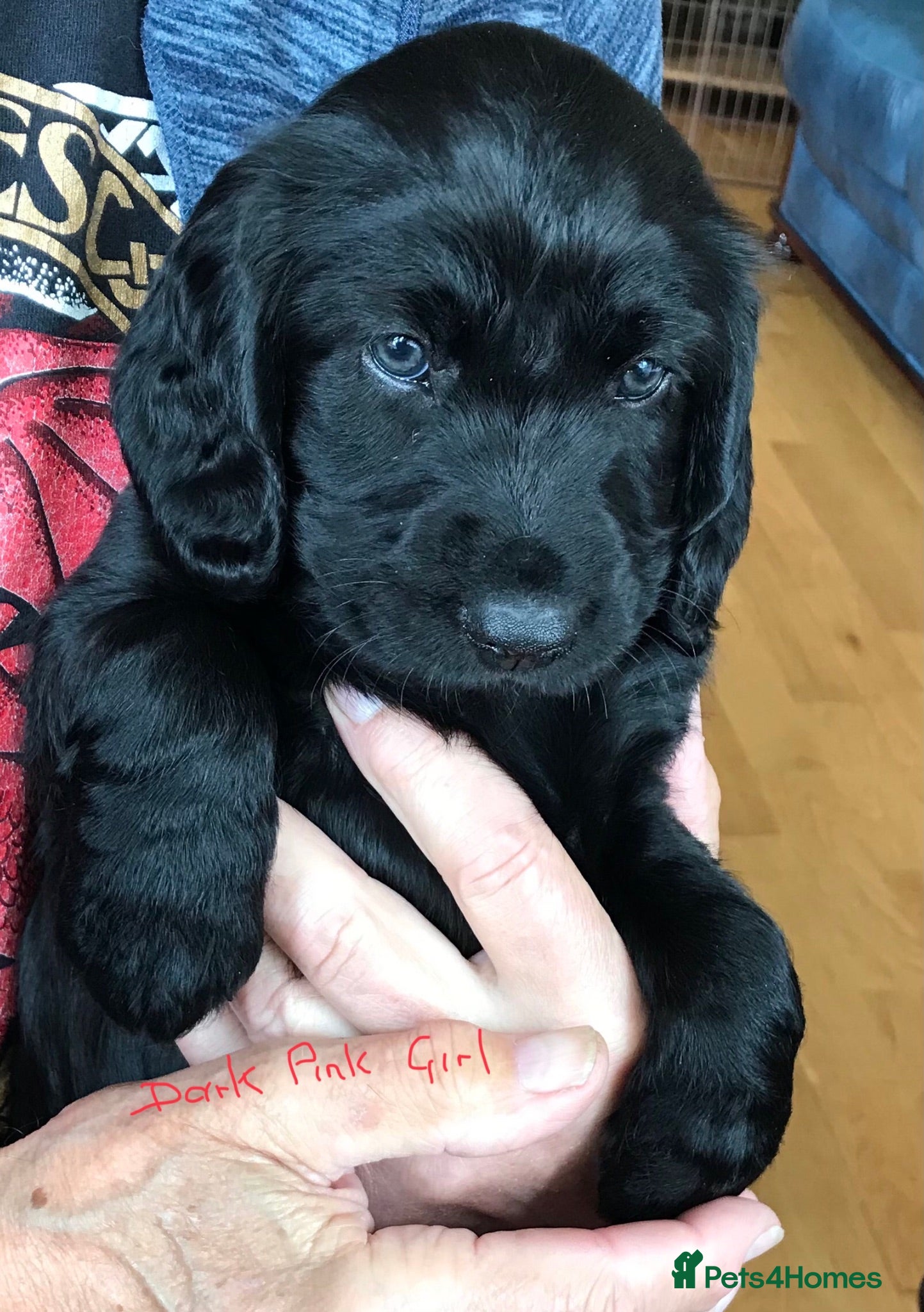 Mixed Breed dogs Cocker Spaniel/ Collie +spaniel puppies  - Advert 1