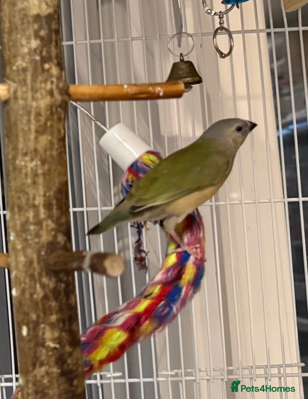 Finches birds for sale: gouildan finches available Runcorn  - Advert 10
