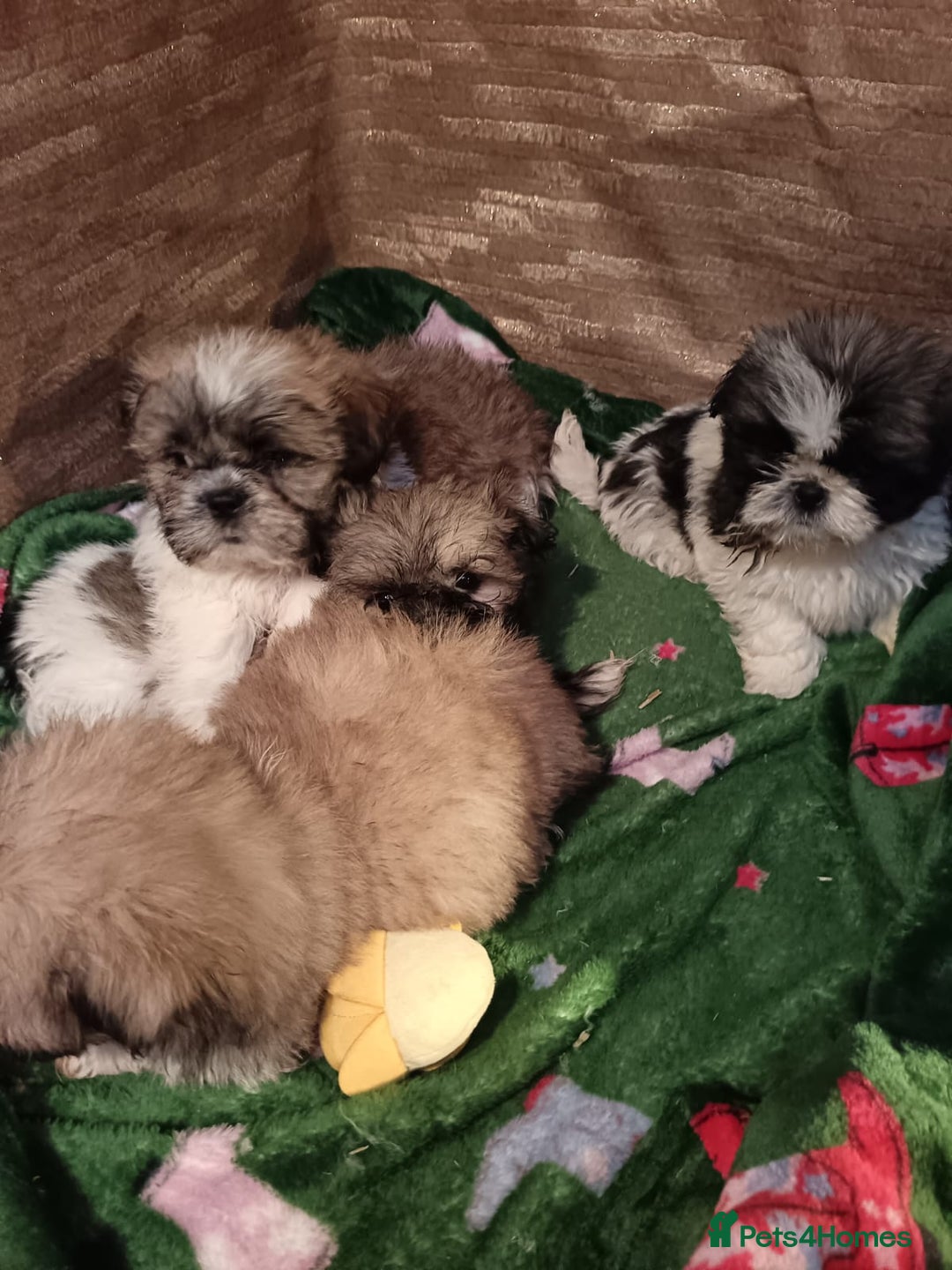 Shih Tzu dogs for sale: Shih Tzu puppy's - Advert 13
