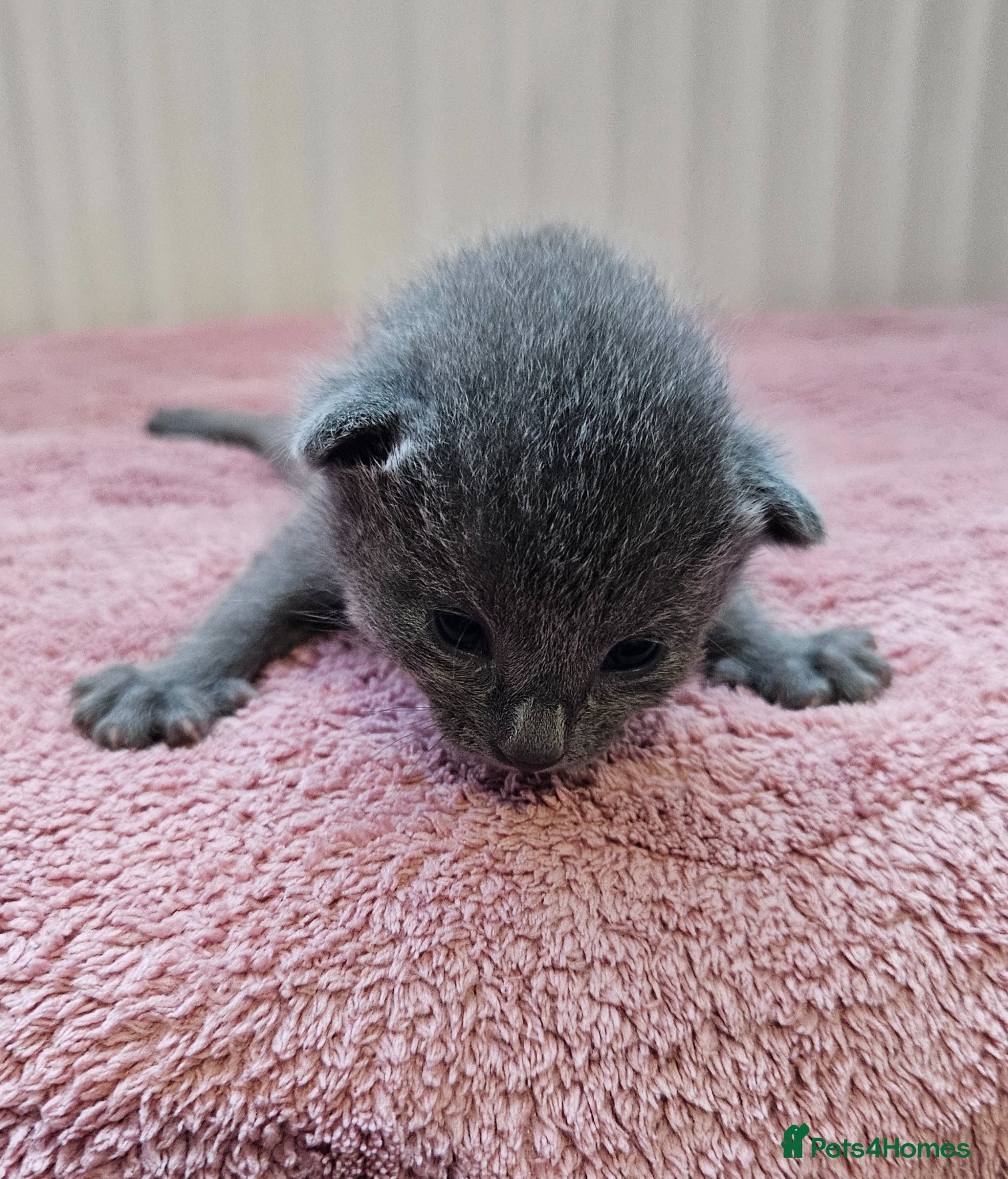 Russian Blue cats for sale: Russian Blue kittens 😸  - Advert 9