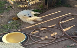 West Highland Terrier dogs for sale: West highland terrier  - Image 6