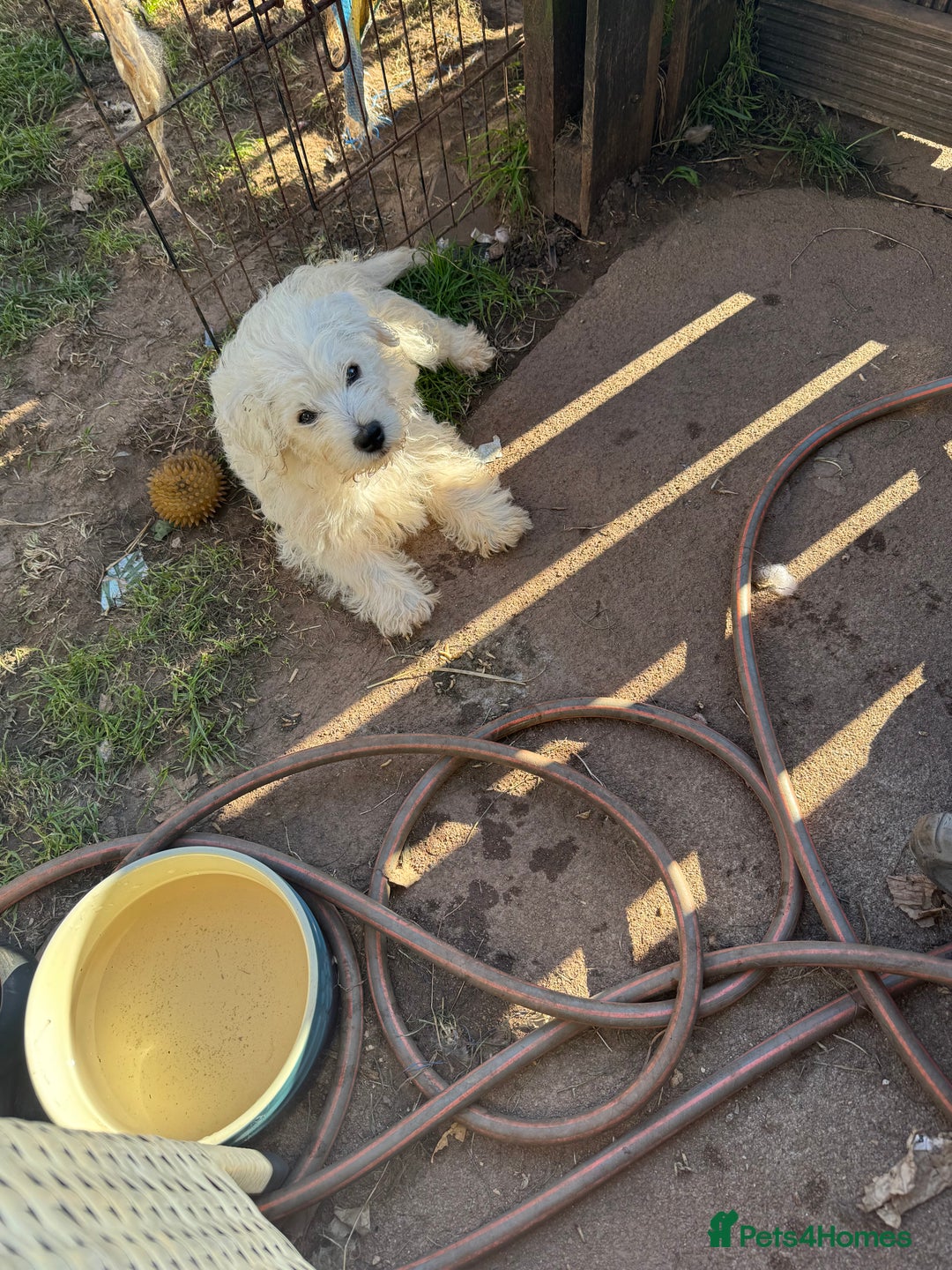 West Highland Terrier dogs for sale: West highland terrier  - Image 6