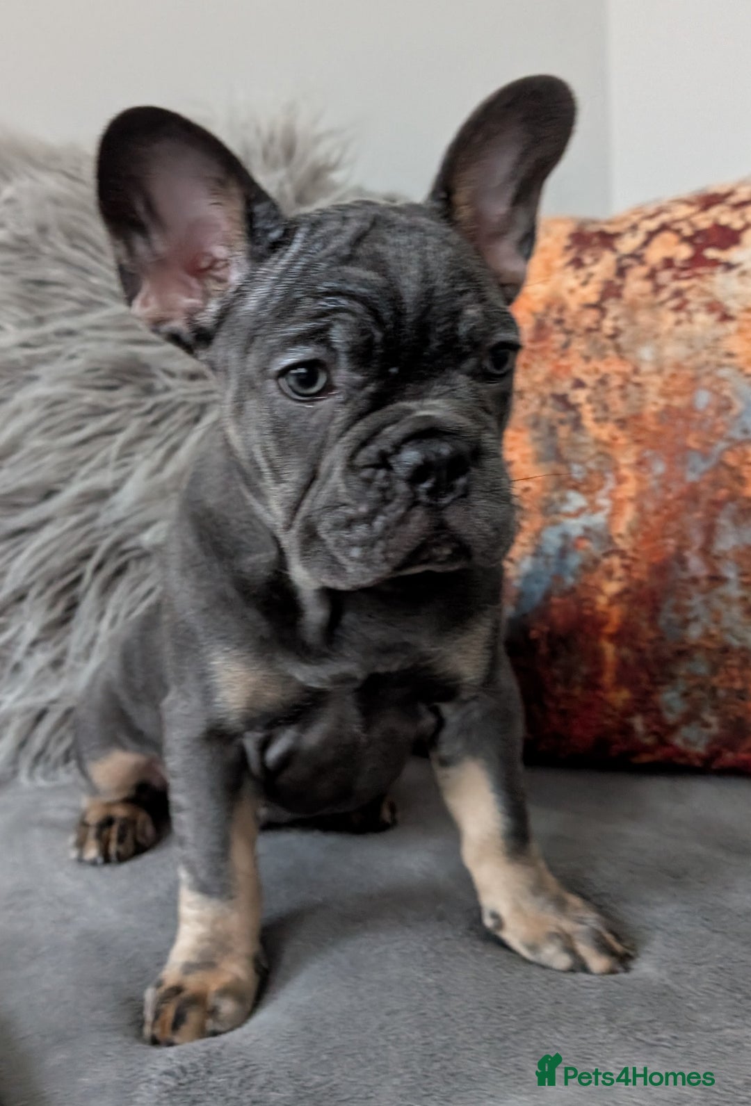 French Bulldog dogs for sale: KC registered ready to go french bulldog puppies  - Image 4