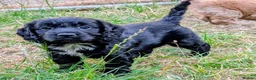 Cockapoo dogs for sale: Licensed breeder, health tested F1 cockapoos - Advert 22