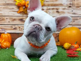 French Bulldog dogs Beautiful Cream Female - Advert 5