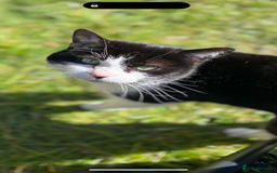 Domestic Shorthair cats for sale: Beautiful Nala - Image 1