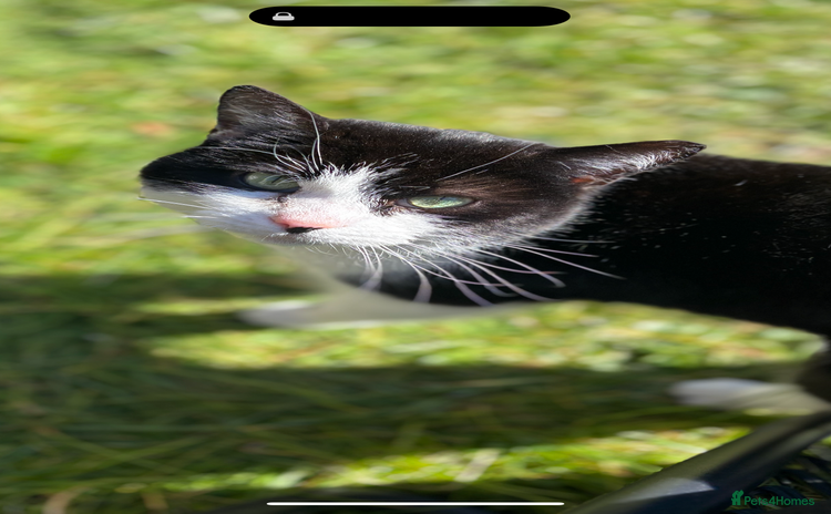 Domestic Shorthair cats - Advert 1