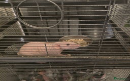 Rat rodents for sale: 2 dumbo rats  - Image 2