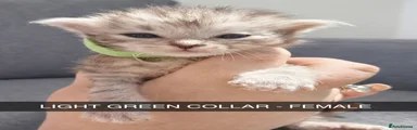 Maine Coon 7