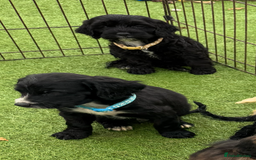 Cockapoo dogs for sale: 12 stunning cockapoo puppies ready now - Image 12