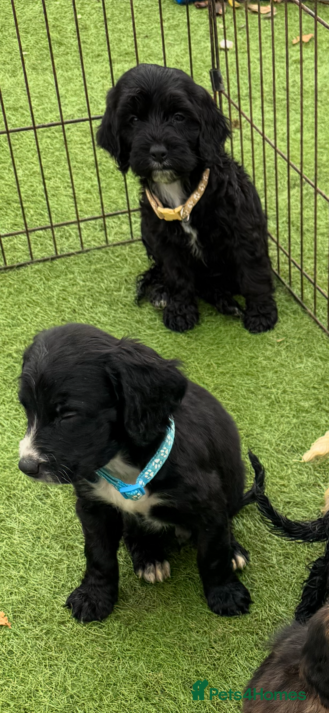 Cockapoo dogs for sale: 12 stunning cockapoo puppies ready now - Image 12