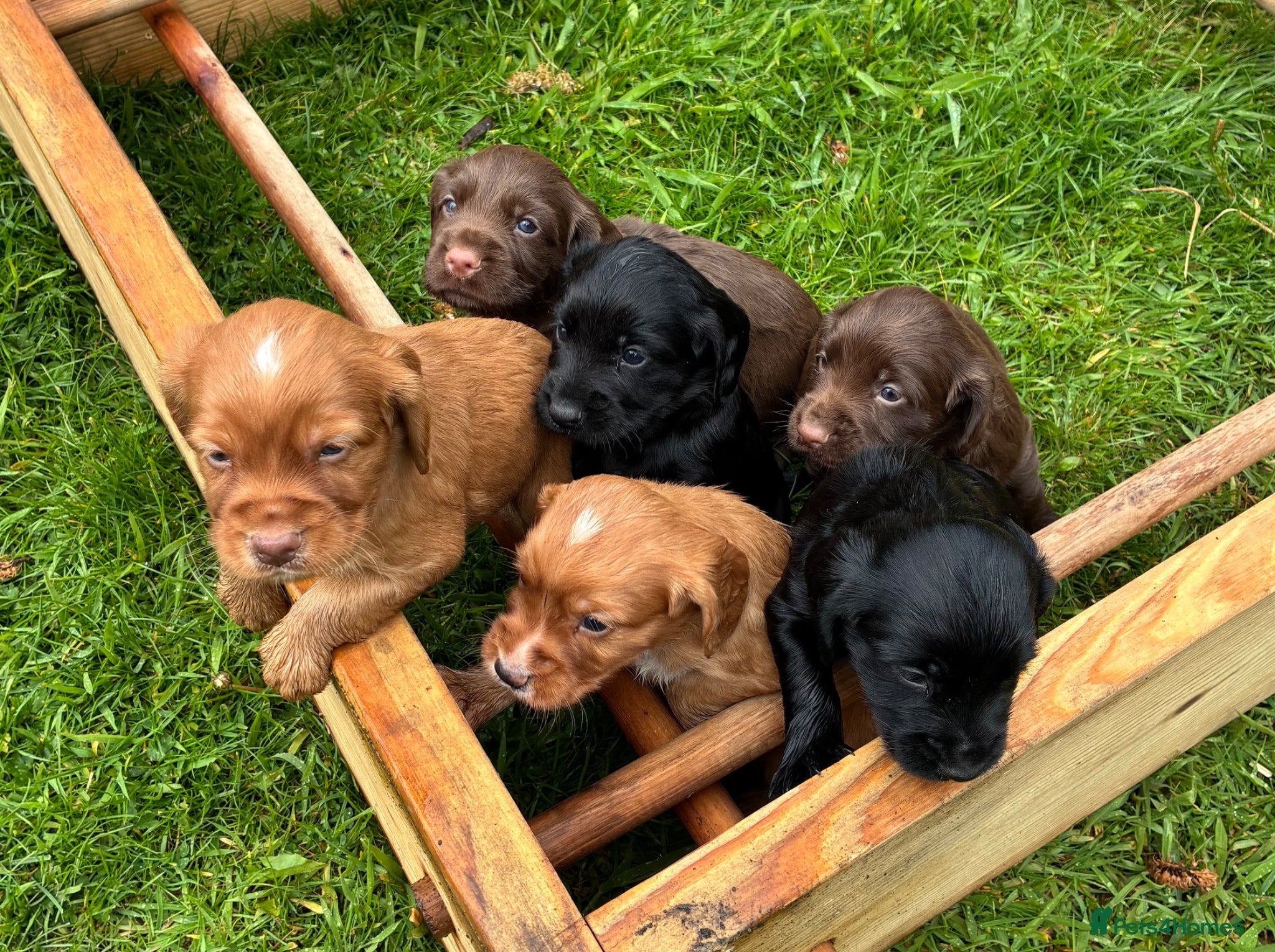 Cocker Spaniel dogs for sale: Cocker spaniel puppies  - Advert 1