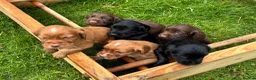 Cocker Spaniel dogs for sale: Cocker spaniel puppies  - Advert 1