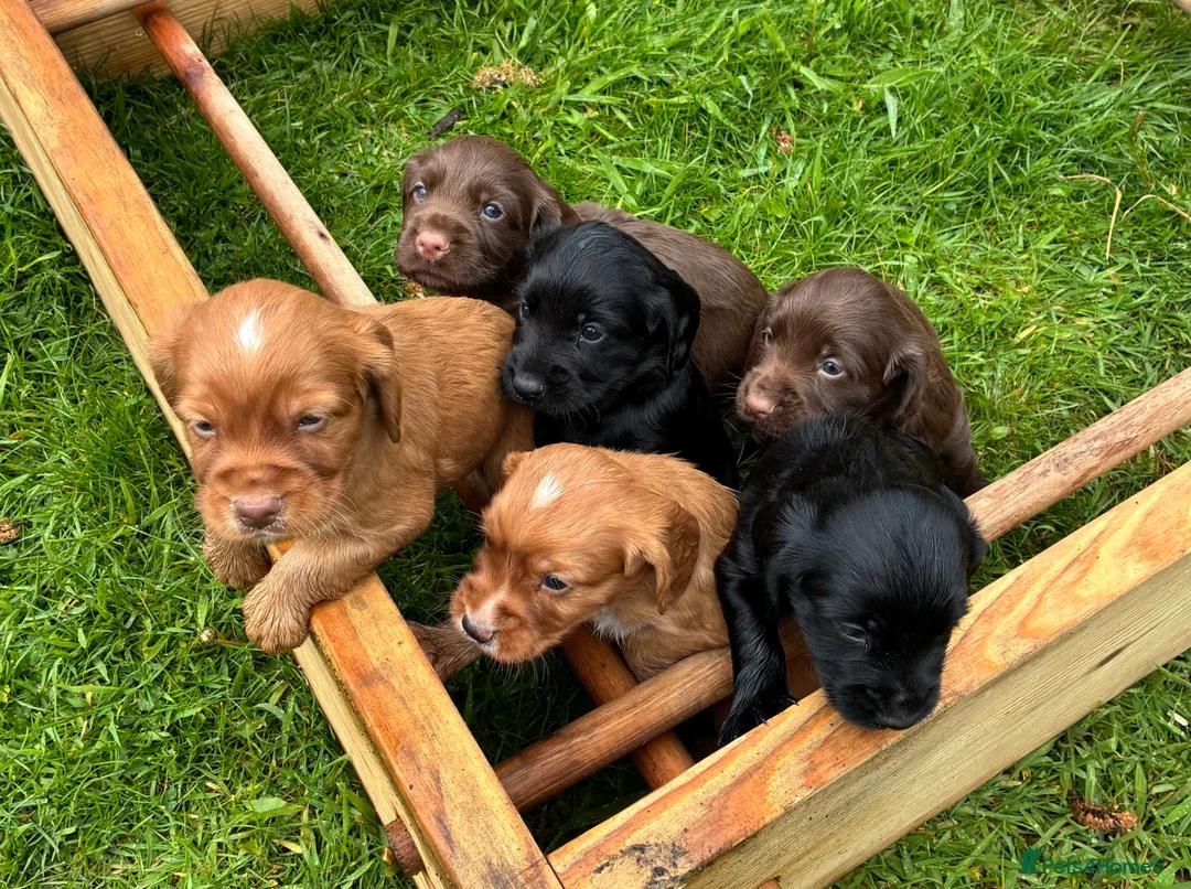 Cocker Spaniel dogs for sale: Cocker spaniel puppies  - Advert 1