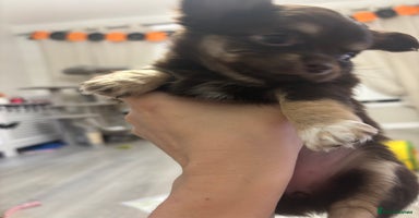 Chihuahua dogs - Advert 9