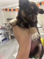 Chihuahua dogs - Advert 9