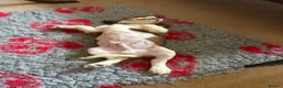Cockalier dogs for sale: 1 male Cockalier puppy  - Advert 3